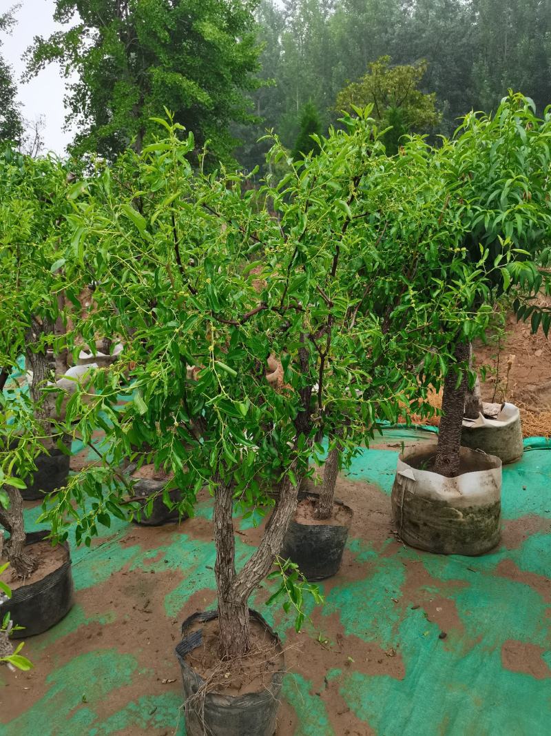 优质盆栽枣树带花带果原盆发货基地直发
