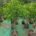 优质盆栽枣树带花带果原盆发货基地直发