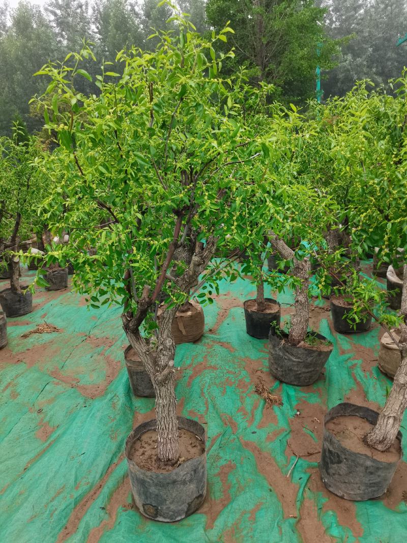 优质盆栽枣树带花带果原盆发货基地直发