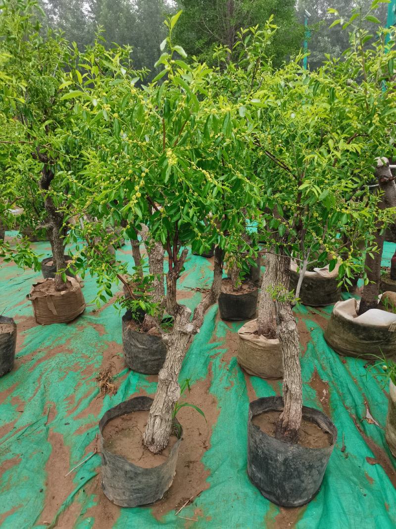 优质盆栽枣树带花带果原盆发货基地直发