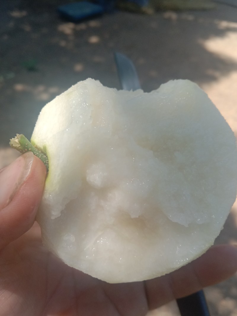 翠冠梨，四两起步。