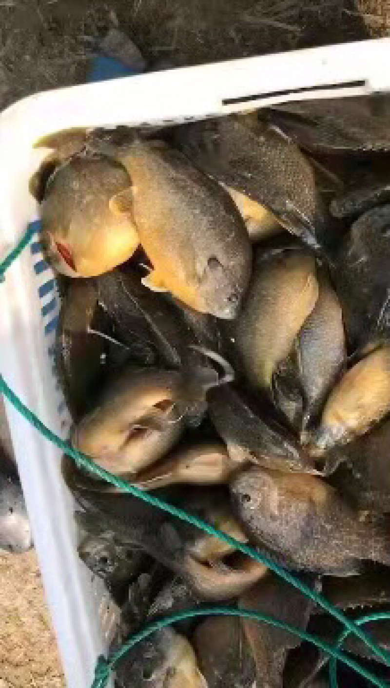 太阳鱼。品质保证价格优惠可送货，供应钓场，随时咨询