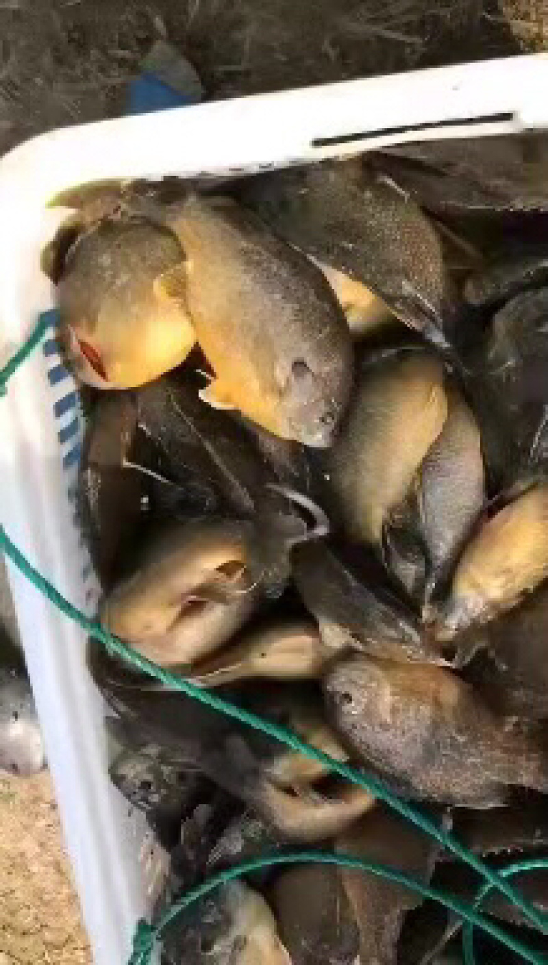 太阳鱼。品质保证价格优惠可送货，供应钓场，随时咨询