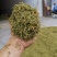 贵州金银花一级花蕾色青无硫味香杂质少