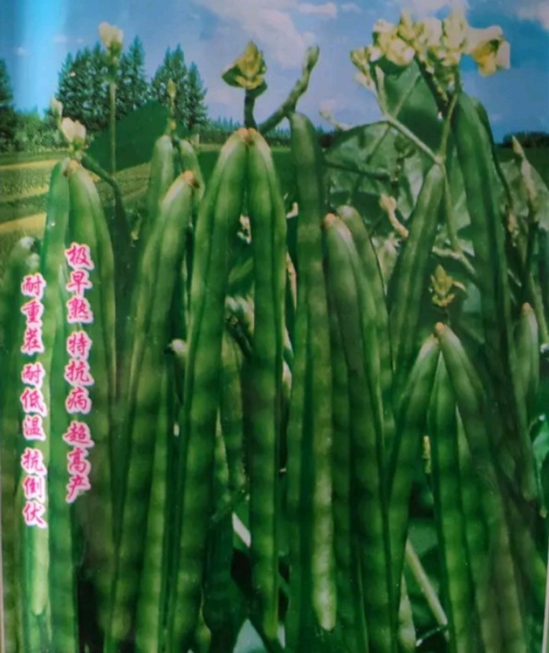 明绿豆油绿豆清火降温营养丰富易煮开花口感好