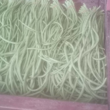 豇豆角