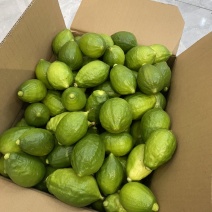广东香水柠檬