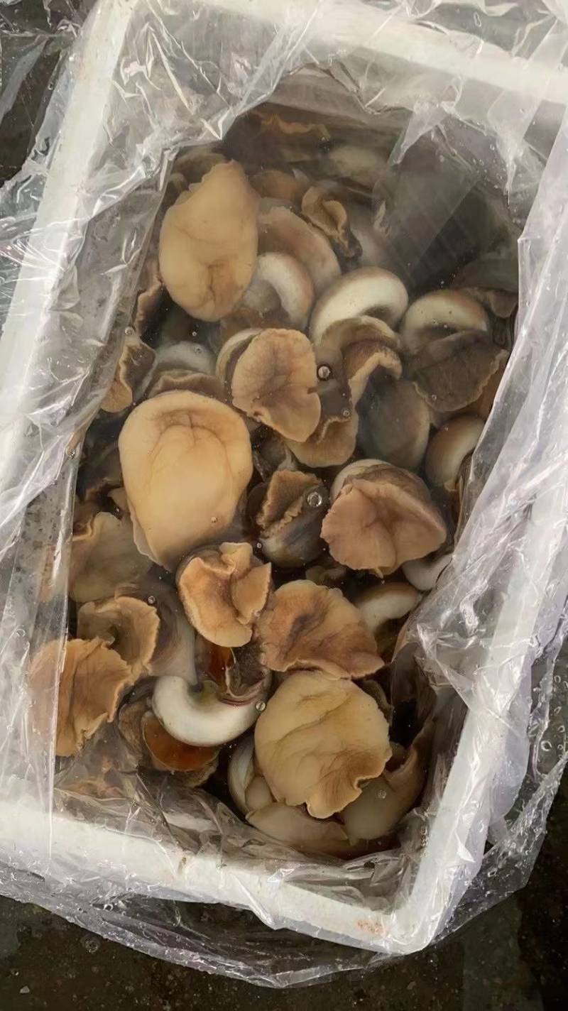 大个头猫眼螺肉质劲道软糯，吐泥吐沙鲜活打包鲜活发货
