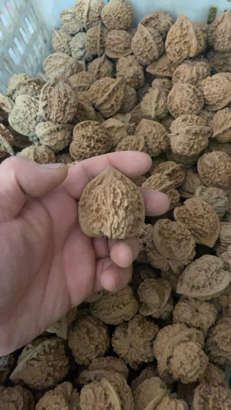 麒麟纹官帽常年大量批发，10多个品种，50亩自有基地，