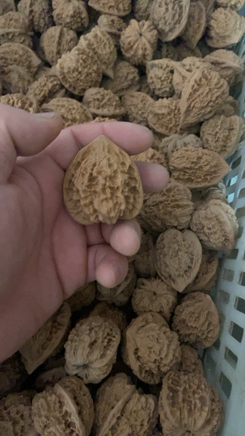 麒麟纹官帽常年大量批发，10多个品种，50亩自有基地，