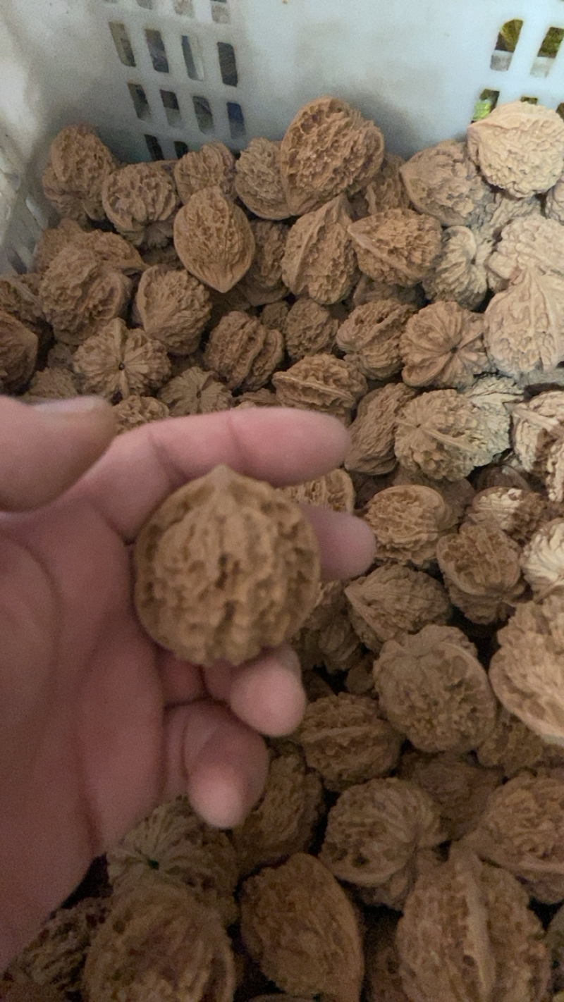 麒麟纹官帽常年大量批发，10多个品种，50亩自有基地，