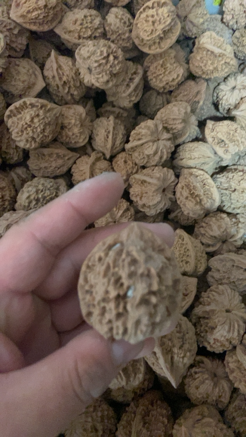 麒麟纹官帽常年大量批发，10多个品种，50亩自有基地，