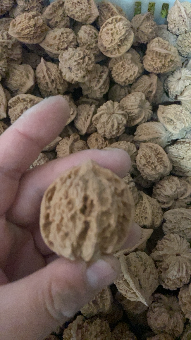 麒麟纹官帽常年大量批发，10多个品种，50亩自有基地，