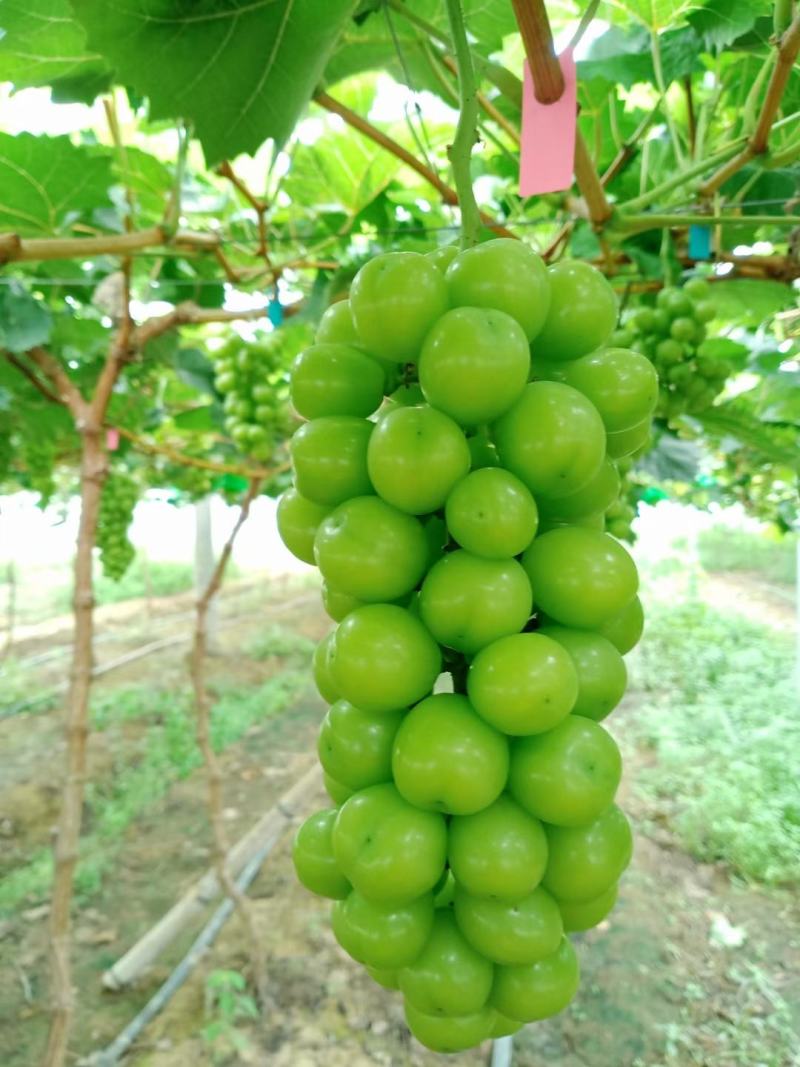 阳光玫瑰