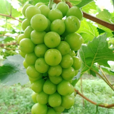 阳光玫瑰