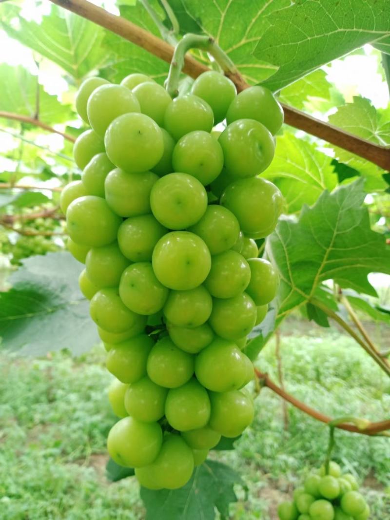 阳光玫瑰