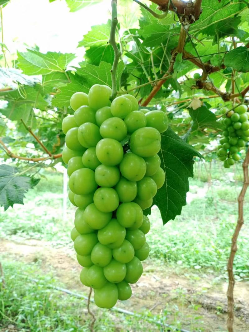 阳光玫瑰