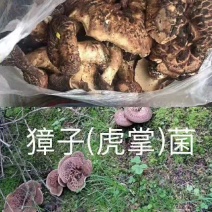 新鲜的虎掌菌(又名獐子菌)。