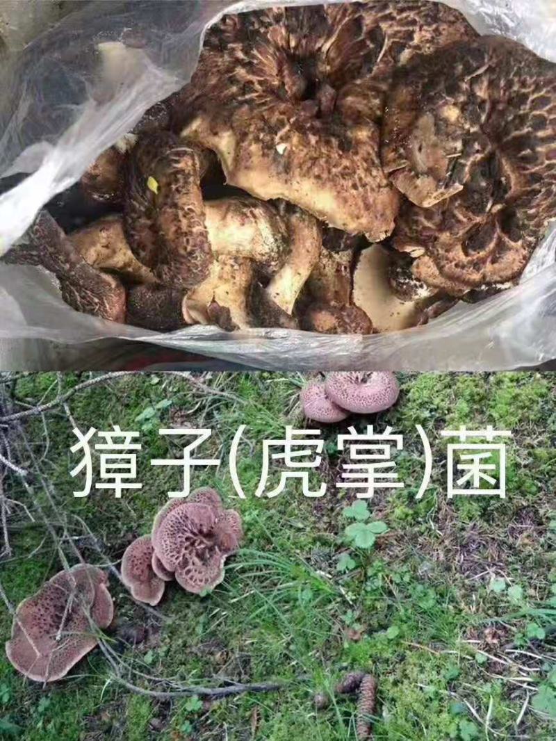 新鲜的虎掌菌(又名獐子菌)。