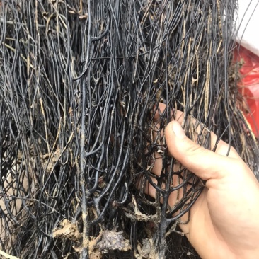 蛇龙草，火烧草，弯腰草