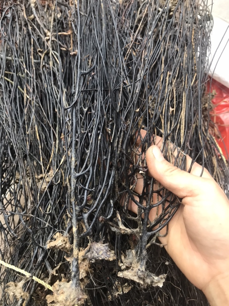 蛇龙草，火烧草，弯腰草
