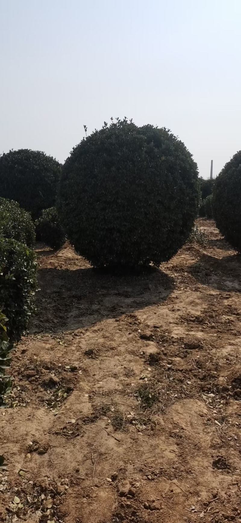 常年供应各种规格大叶黄杨球，大叶黄杨柱，大叶黄杨苗，各种