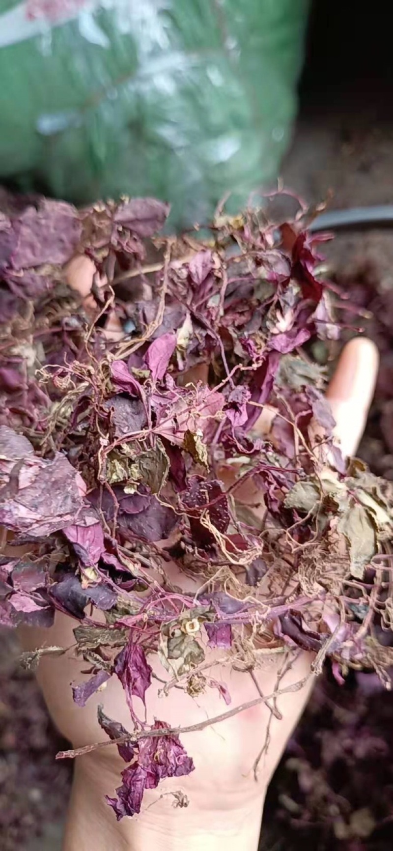 野生风柜斗草，风鼓草，风窝草，褚头红水洗干净，咪酸