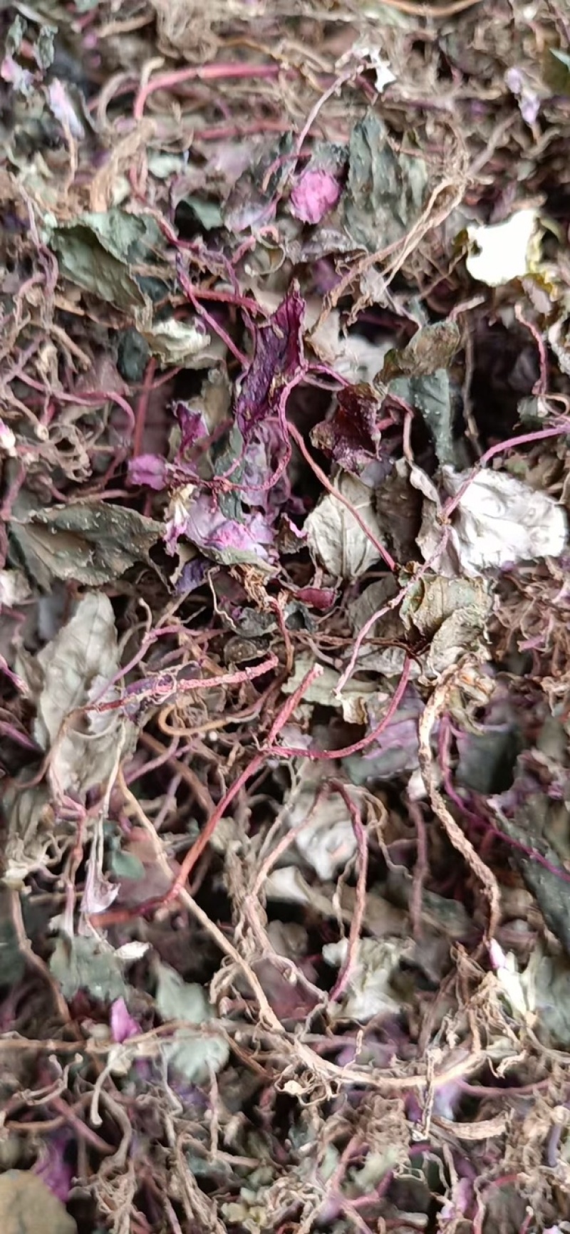 野生风柜斗草，风鼓草，风窝草，褚头红水洗干净，咪酸