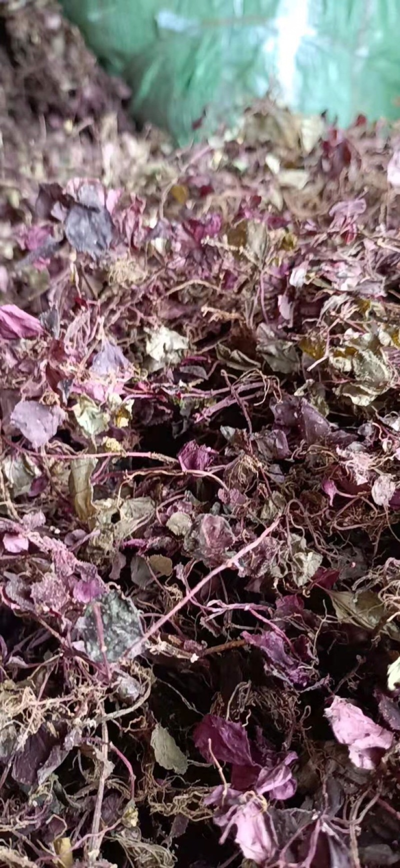 野生风柜斗草，风鼓草，风窝草，褚头红水洗干净，咪酸