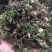 野生回芯草，回心草