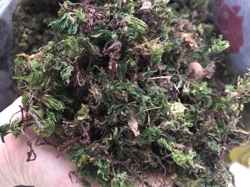 野生回芯草，回心草