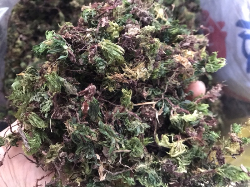 野生回芯草，回心草