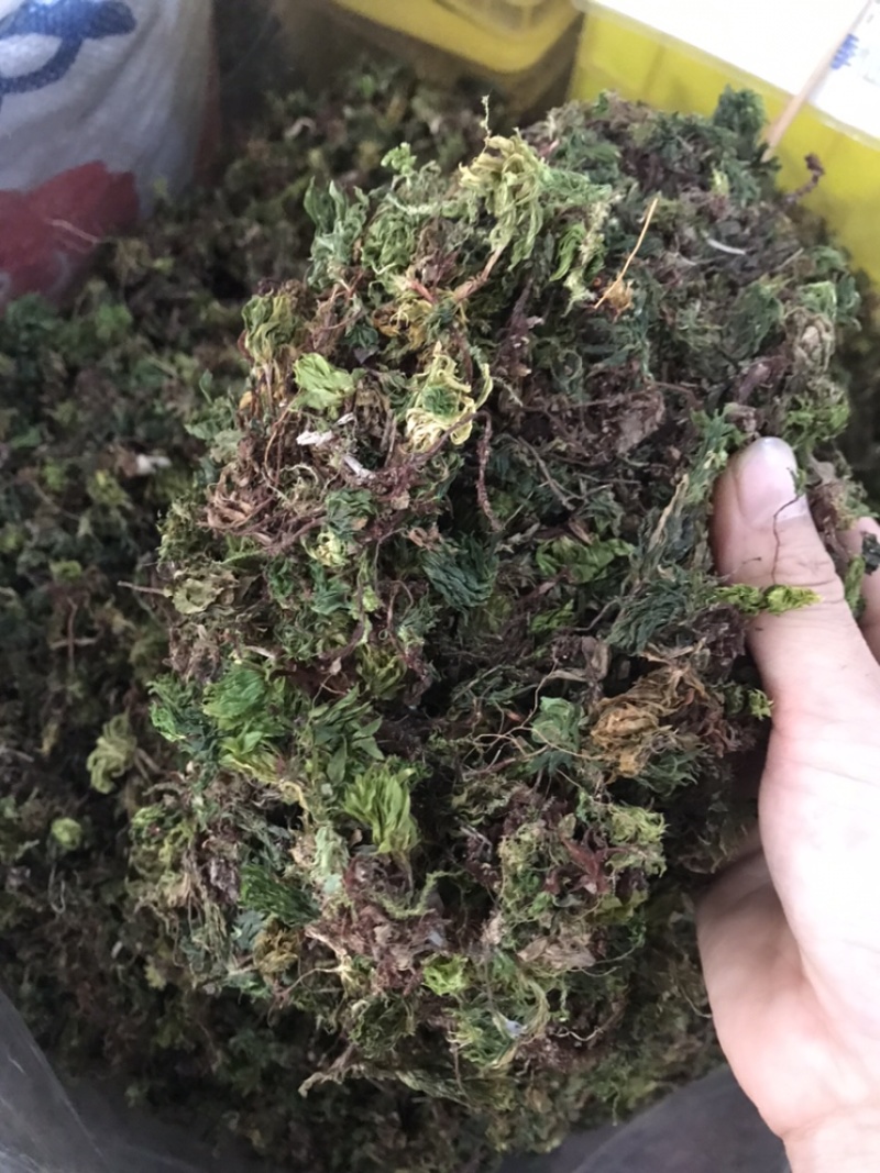 野生回芯草，回心草