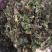 野生回芯草，回心草
