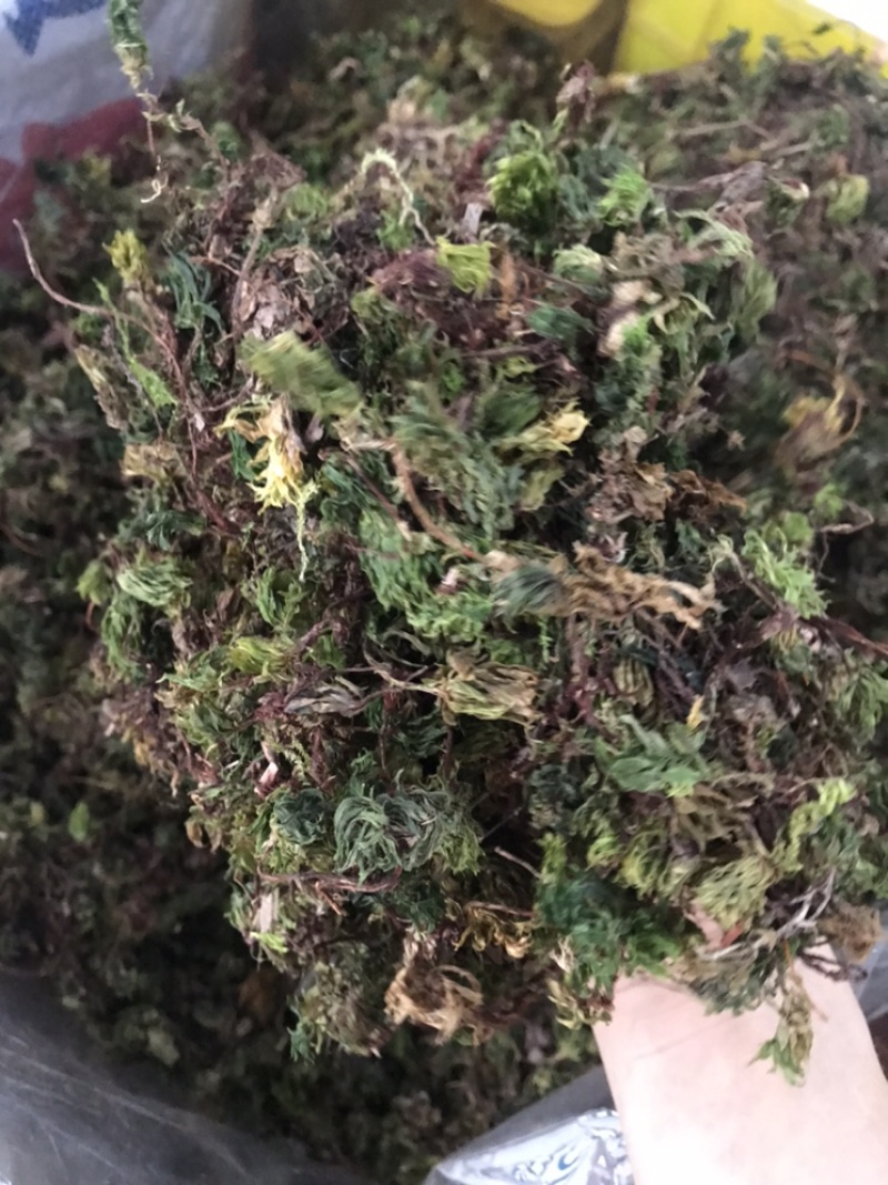 野生回芯草，回心草