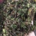 野生回芯草，回心草