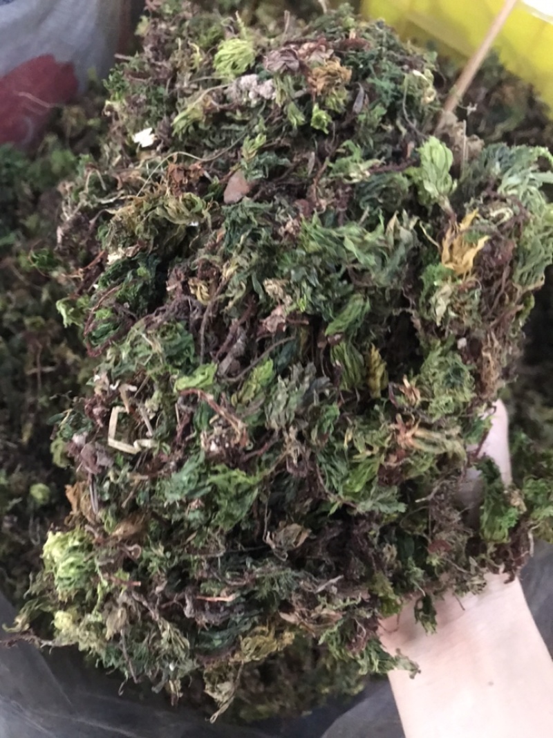 野生回芯草，回心草