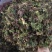 野生回芯草，回心草