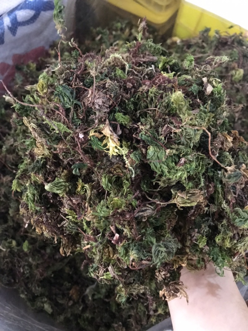 野生回芯草，回心草