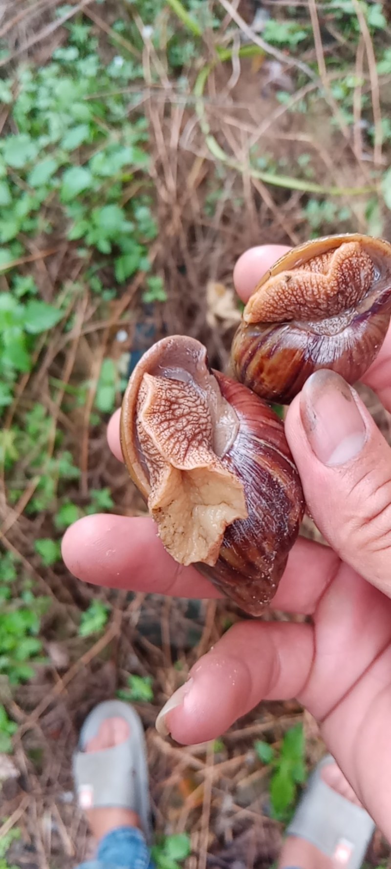 蜗牛