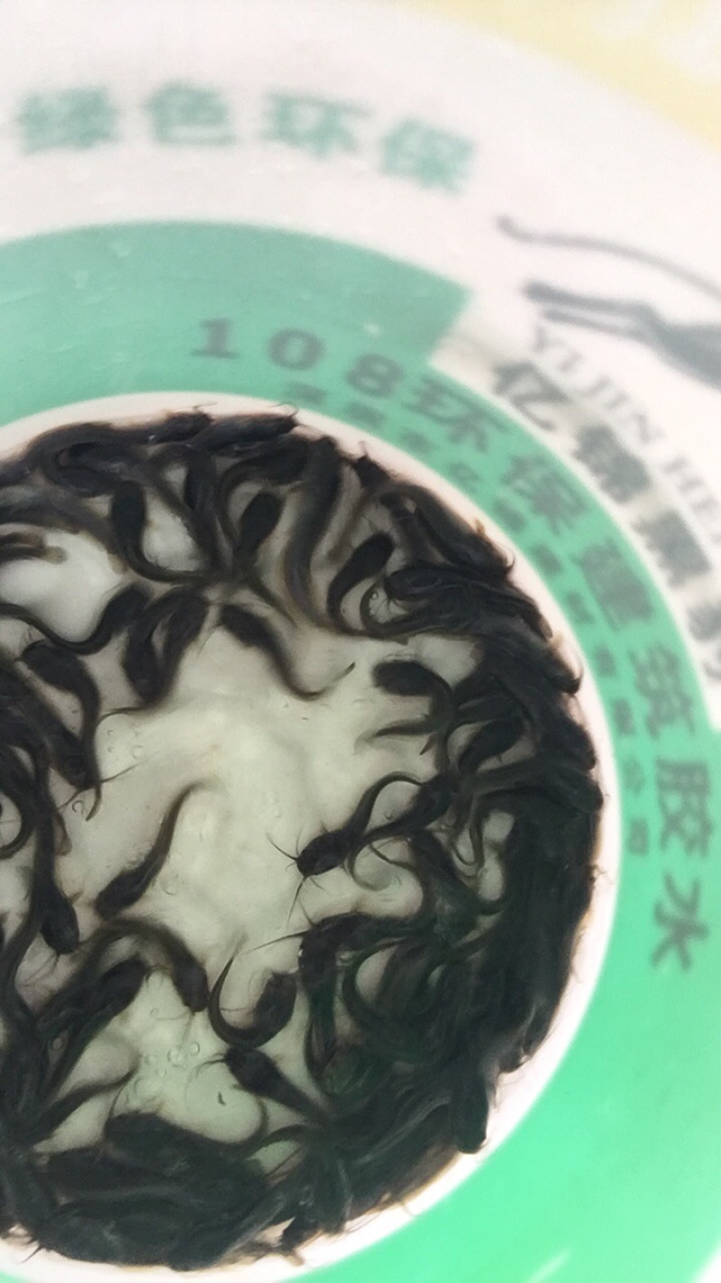 胡子鲶苗