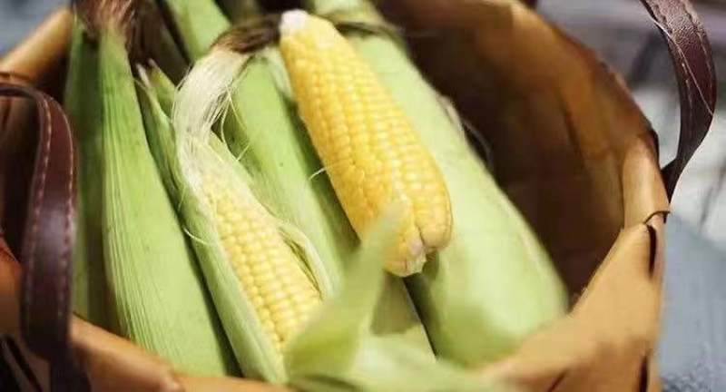 董浜黄金小玉米玉米产地直发和手指差不多长质量很好
