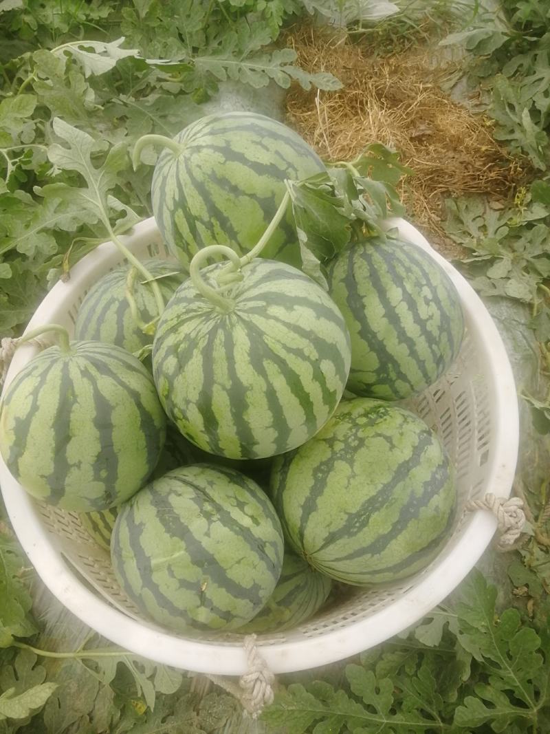 西瓜美都西瓜品优价实.量大从优.包熟包甜.皮薄瓤红！