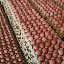 长期大量供应红皮褐壳精品洋鸡蛋，新鲜无抗