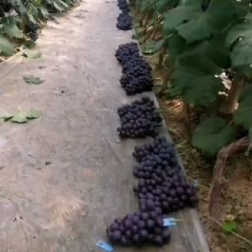 河北晋州大量夏黑葡萄下树欢迎新老客户致电