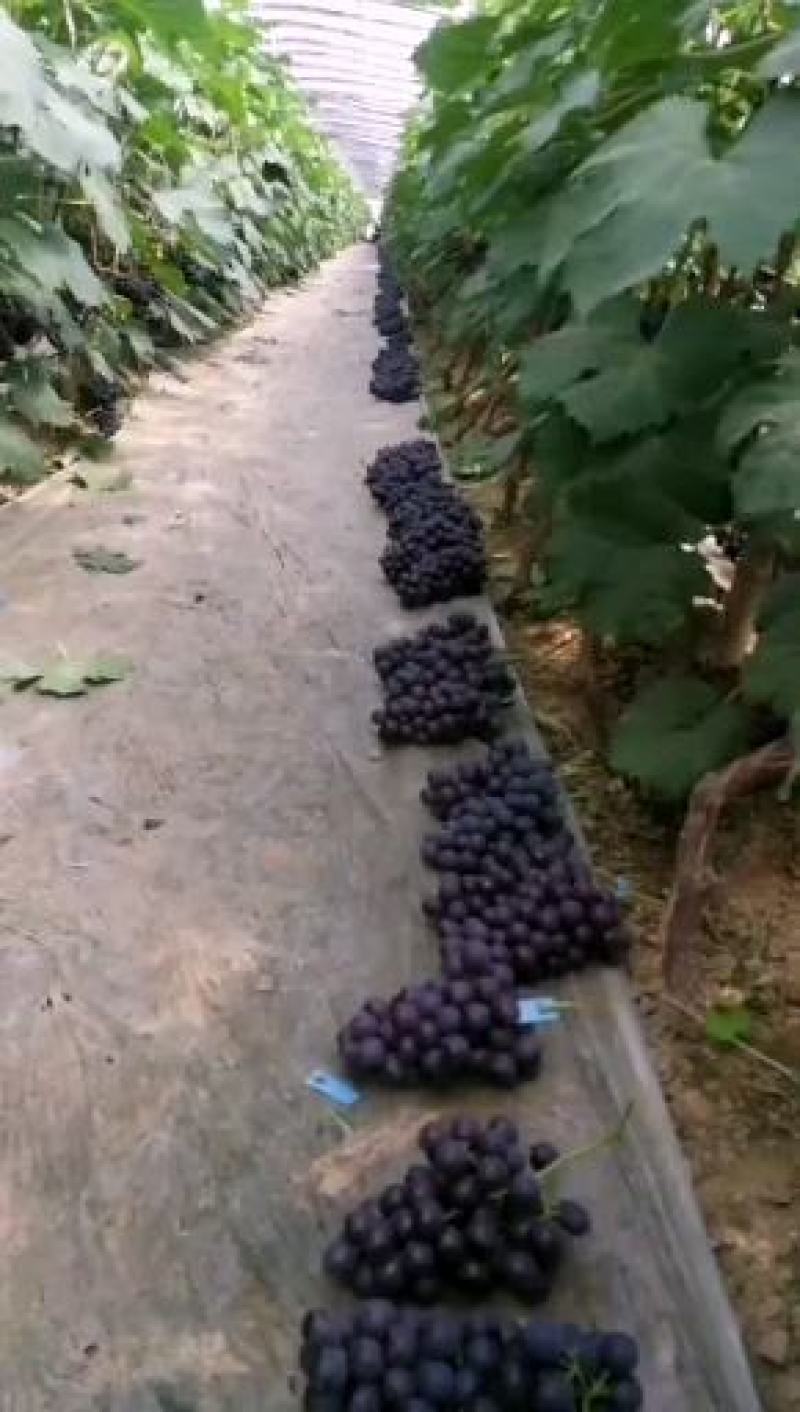 河北晋州大量夏黑葡萄下树欢迎新老客户致电