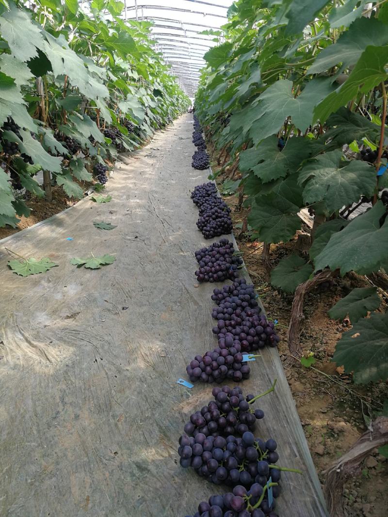 河北晋州大量夏黑葡萄下树欢迎新老客户致电