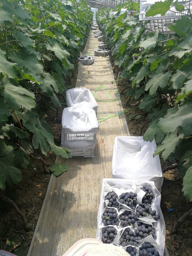 河北晋州大量夏黑葡萄下树欢迎新老客户致电