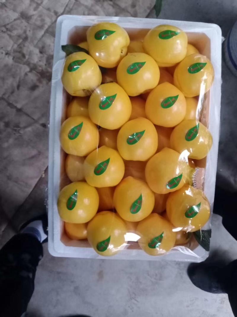 秦皇岛市卢龙县王严果业套袋黄油桃大量供应