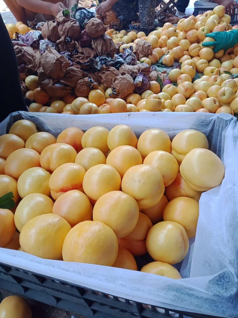 秦皇岛市卢龙县王严果业套袋黄油桃大量供应